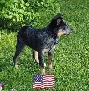 Meet your Posher, Allen